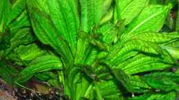 aquarium-von-bungi-becken-10124_Echinodorus parviflorus - Tropica -