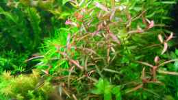 aquarium-von-bungi-becken-10124_Polygonum sp. `Pink´