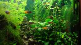 aquarium-von-nils-g--becken-10171_