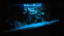 aquarium-von-robert-malcharczik-becken-1021_Mondlicht Aquarium