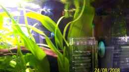 aquarium-von-thomas-schmidt-becken-10214_Echinodorus amazonicus