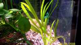 aquarium-von-thomas-schmidt-becken-10214_Echinodorus quadricostatus var.xinguensis