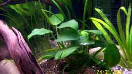 aquarium-von-thomas-schmidt-becken-10214_Anubias barteri var.nana