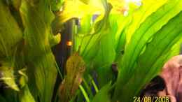 aquarium-von-thomas-schmidt-becken-10214_Echinodorus barthii