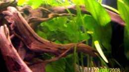 aquarium-von-thomas-schmidt-becken-10214_Hydrocotyle leucocephalla