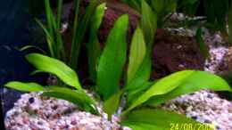 aquarium-von-thomas-schmidt-becken-10214_Echinodorus magdalenensis