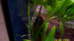 aquarium-von-thomas-schmidt-becken-10214_Sagittaria subulata f.pusilla