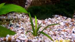 aquarium-von-thomas-schmidt-becken-10214_Echinodorus  tenellus