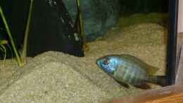 Foto mit Placidochromis spec. mbamba