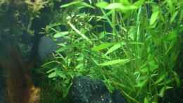 aquarium-von-quickmike-becken-10254_