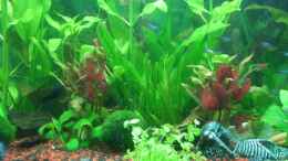 aquarium-von-kerstin-fahn-becken-10256_