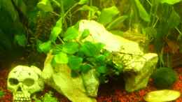 aquarium-von-kerstin-fahn-becken-10256_