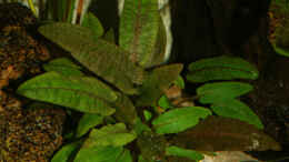 aquarium-von-malte-westafrika-flusslauf_Cryptocoryne beckettii