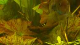 aquarium-von-liane-stechert-becken-10279_