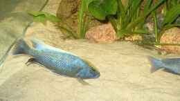 aquarium-von-helgo-jacob-becken-1029_Venustus M.