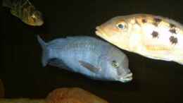 aquarium-von-helgo-jacob-becken-1029_Moorii M. - Rostratus W.