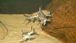 aquarium-von-helgo-jacob-becken-1029_Synodontis multipunktatus (Kukukswels)