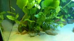 aquarium-von-helgo-jacob-becken-1029_Echinodorus argentinensis