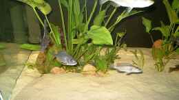 aquarium-von-helgo-jacob-becken-1029_Bild 1 von links