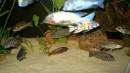 aquarium-von-helgo-jacob-becken-1029_Bild 2 von links