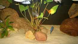 aquarium-von-helgo-jacob-becken-1029_Bild 3 von links