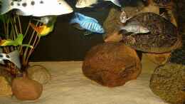 aquarium-von-helgo-jacob-becken-1029_Bild 4 von links