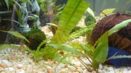 aquarium-von-oli-becken-10290_