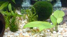 aquarium-von-oli-becken-10290_