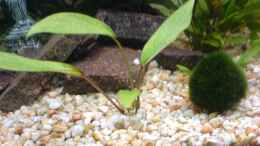 aquarium-von-oli-becken-10290_