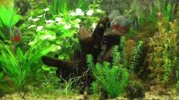 aquarium-von-oxmox78-becken-10375_