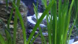 aquarium-von-florian-bandhauer-the-first-tank-with-malawis_Vallisneria Gigantea,dahinter die Pagodensteine linke Seite(