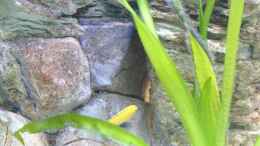 aquarium-von-florian-bandhauer-the-first-tank-with-malawis_Linke Seite,Blick auf die Rückwand,hinter der Vallisnerie e