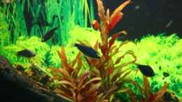 aquarium-von-stefan-k-becken-10384_