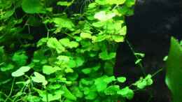 aquarium-von-stefan-k-becken-10384_