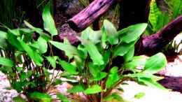 aquarium-von-boesemani-fan-becken-10393_Cryptocornye wendtii