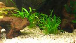 aquarium-von-layu-becken-10438_Echinodorus tenellus