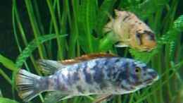 aquarium-von-rainer-klettke-becken-1044_Labeotropheus Trewavase OB Bock