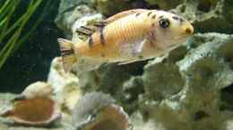 Foto mit Labeotropheus trewavase red top Tumbi West OB Weibchen