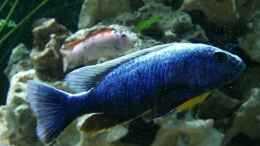 Foto mit Sciaenochromis ahli ( fryeri ) Bock