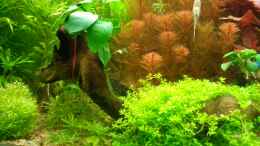 aquarium-von-marcel-simon-becken-10440_