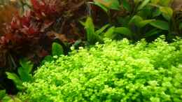 aquarium-von-marcel-simon-becken-10440_