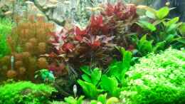 aquarium-von-marcel-simon-becken-10440_