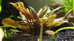 aquarium-von-lumpi-becken-10455_bilder vom alten Becken