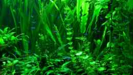 aquarium-von-maggus-160cm_Pflanzen Bild2