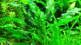 aquarium-von-maggus-160cm_Cryptocoryne wendtii