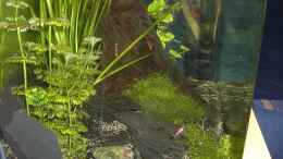 aquarium-von-c4lm3ro-becken-10470_