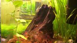 aquarium-von-c4lm3ro-becken-10470_