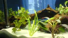 aquarium-von-oli-becken-10475_