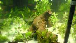 aquarium-von-oli-becken-10475_