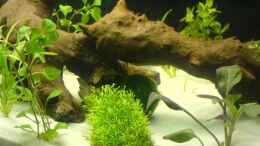 aquarium-von-oli-becken-10475_